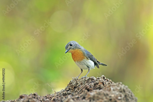 The female Tickell's Blue Flycatcher on a branch