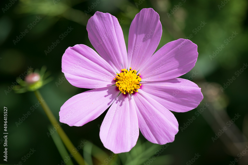 Obraz premium A closeup image of a cosmos flower