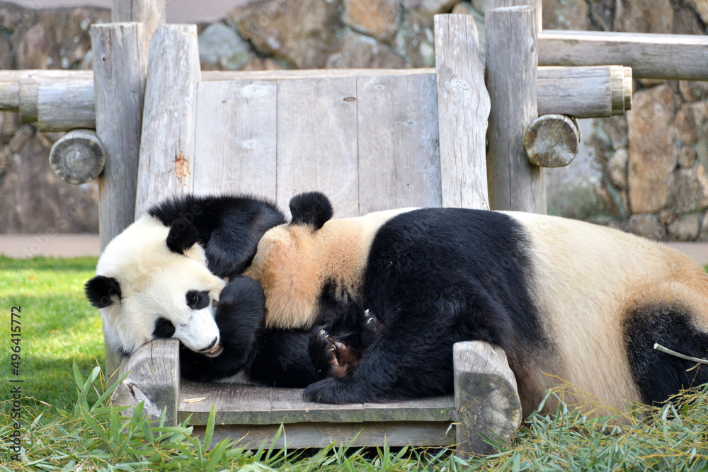 Fototapeta premium 日本にいるパンダ