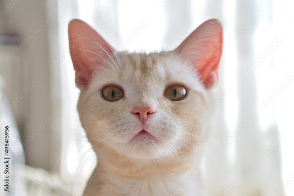 飼い猫の日常 飼い猫の日常
