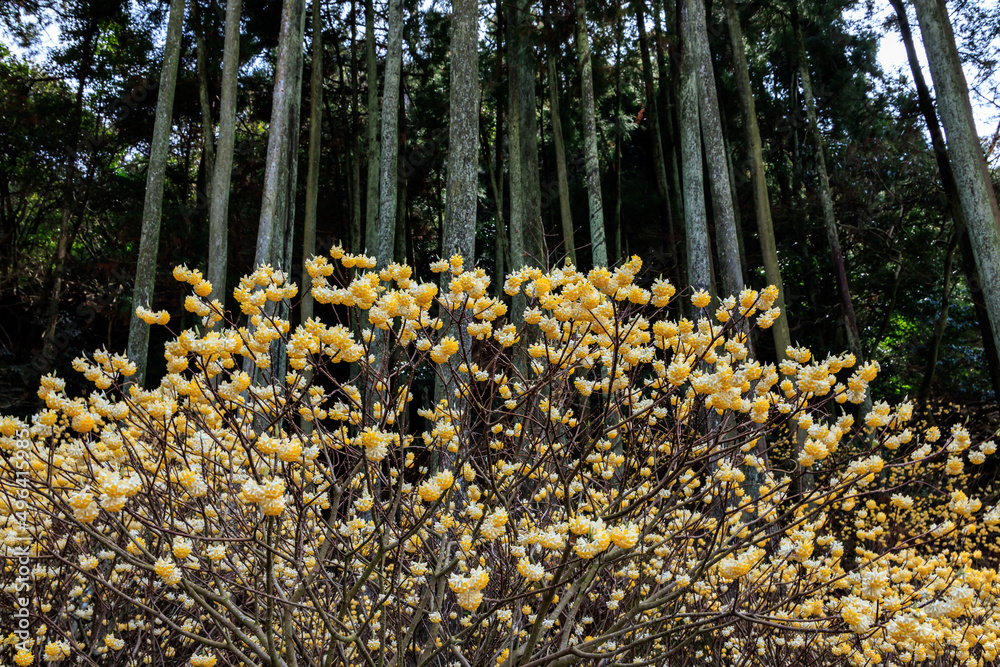 Obraz premium ミツマタの花