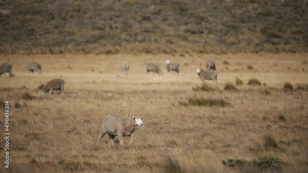 Rural life. Closeup view of a sheep walking along the yellow grassland. Rural life. Closeup view of a sheep walking along the yellow grassland.