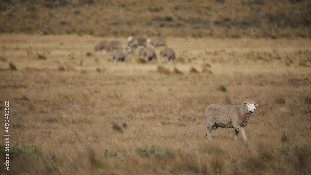 Rural life. Closeup view of a sheep walking along the yellow grassland. Rural life. Closeup view of a sheep walking along the yellow grassland.