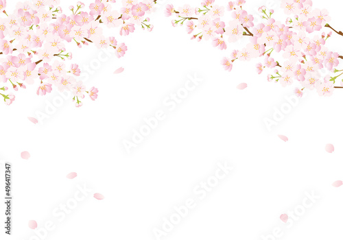 桜の背景 グラデーション