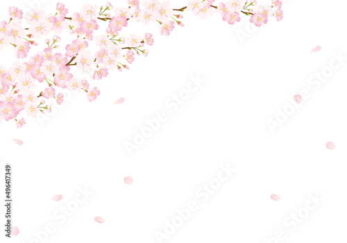 桜の背景　グラデーション
