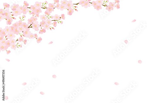 桜の背景