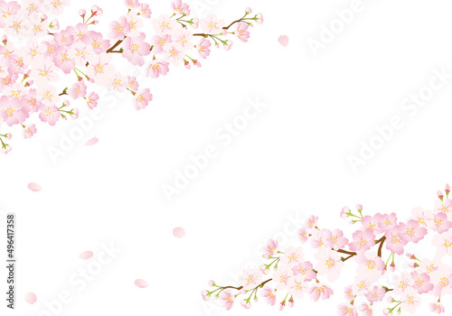 桜の背景　グラデーション © matsukiyo