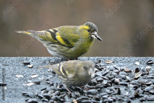 A portrait of Eurasian siskins sitting in snow and eating sunflower seeds