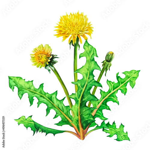 Bouquet with yellow dandelion wildflowers, watercolor illustration on a white background.