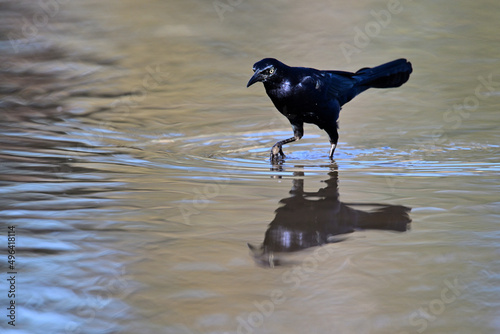 Grate-tailed Grackle - Quiscalus mexicanus photo