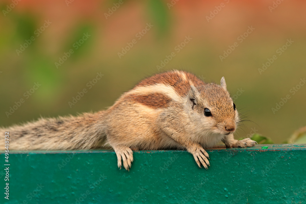 An alert northern palm squirrel (Funambulus pennantii), Delhi, India . An alert northern palm squirrel (Funambulus pennantii), Delhi, India .