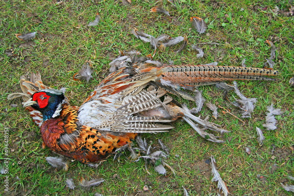 Fototapeta premium A dead common pheasant (Phasianus colchicus) in rural England.