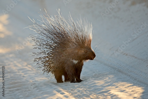 Alert Cape porcupine (Hystrix africaeaustralis) with erect quills, South Africa. photo