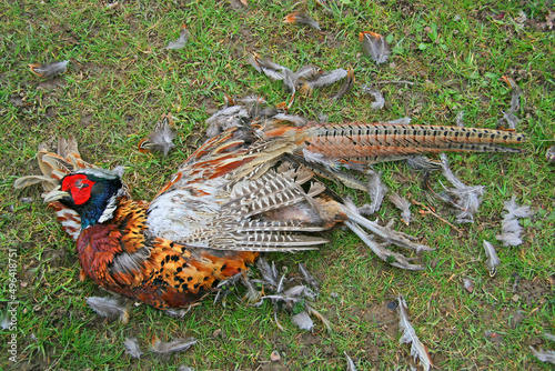 Fototapeta Naklejka Na Ścianę i Meble -  A dead common pheasant (Phasianus colchicus) in rural England.