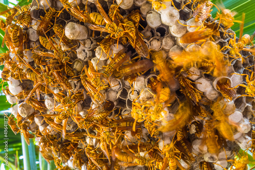 Guêpes polistes tropicales sur nid photo