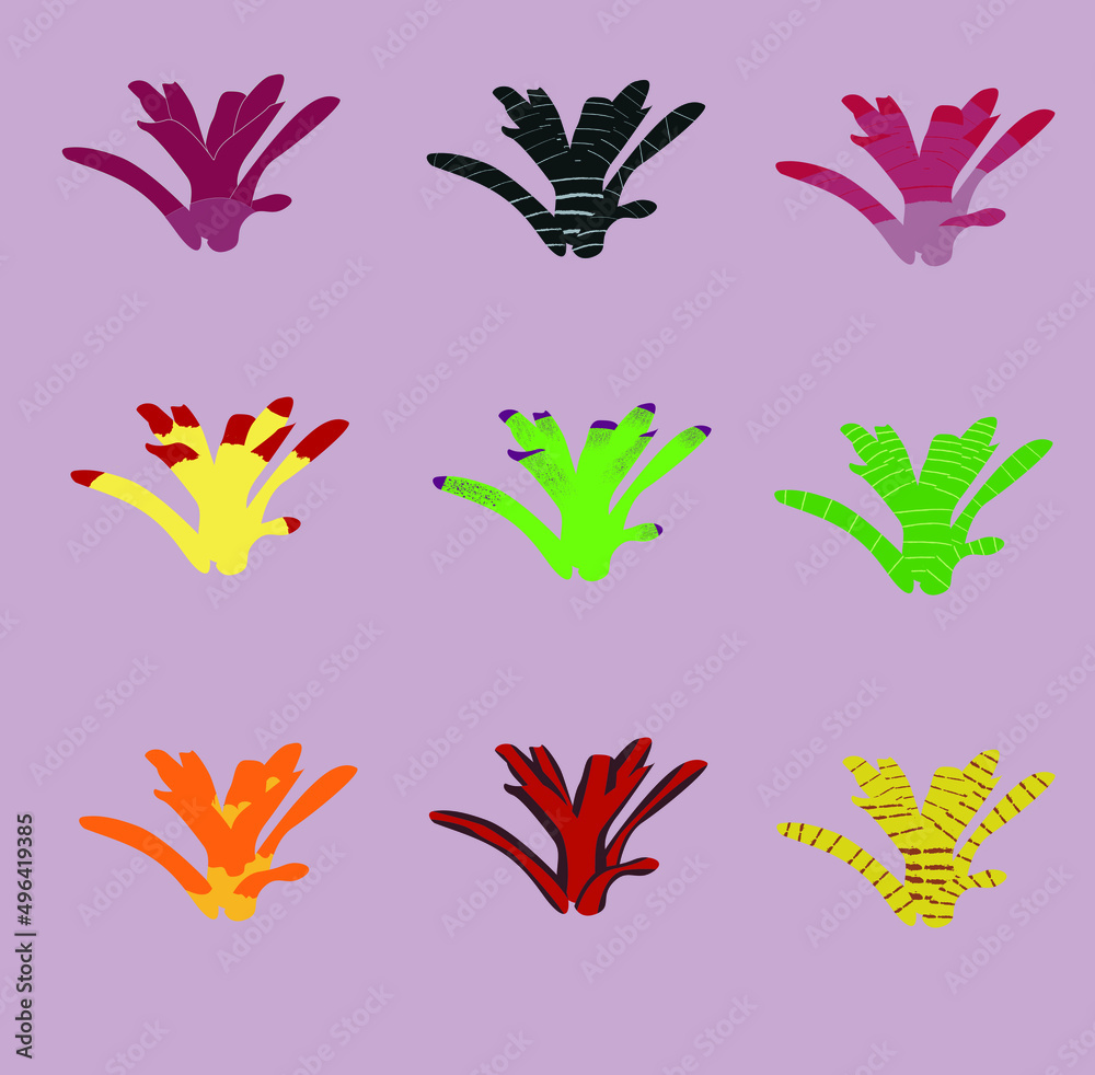 and drawn Bromeliaceae set, drawn bromeliad set, Tropical Flowers Set. Guzmania, Bromelia, Aechmea signs, badge,elements, doodles
