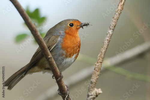 A Robin, Erithacus rubecula, perching on a branch of a tree with a beak full of insects. © Sandra Standbridge