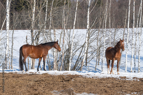 Two horses on a open walk on a sunny March day photo