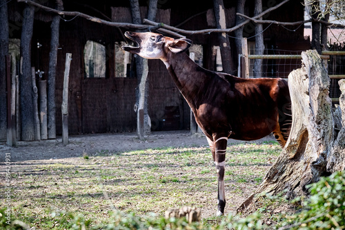 Okapi ( Okapia johnstoni ). photo