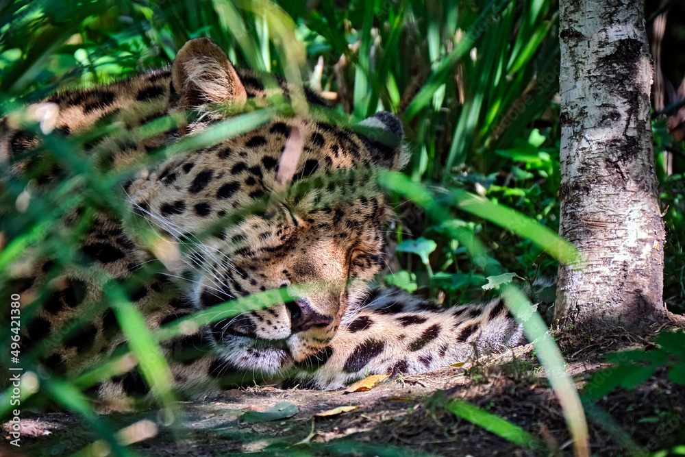 Amurleopard ( Panthera pardus orientalis ).