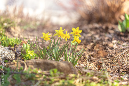 Spring scene: Daffodil flowers in early spring photo