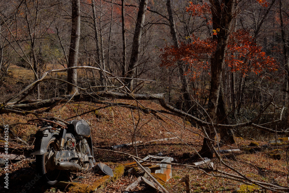 秋の陽を浴びる落ち葉に囲まれた木立の中の廃車のオートバイ