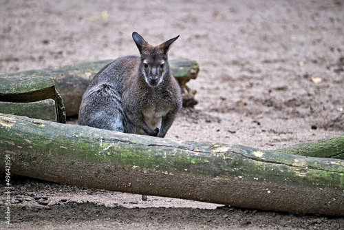 Rotnackenwallaby ( Notamacropus rufogriseus ). photo