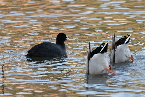 American coot and ducks crossroad on the pond