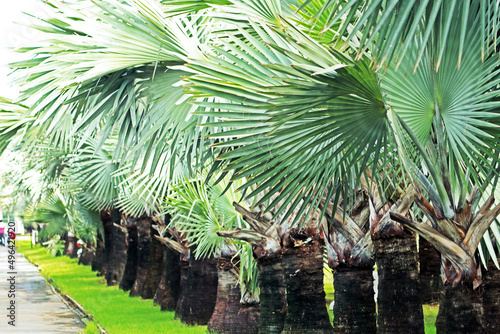 In the palm tree farm