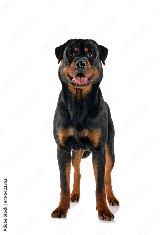 rottweiler in studio