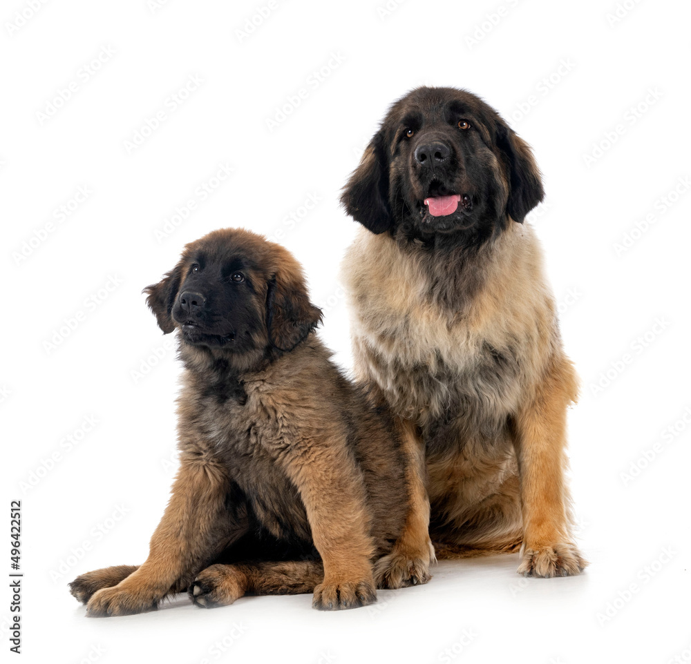 Obraz premium young Leonbergers in studio