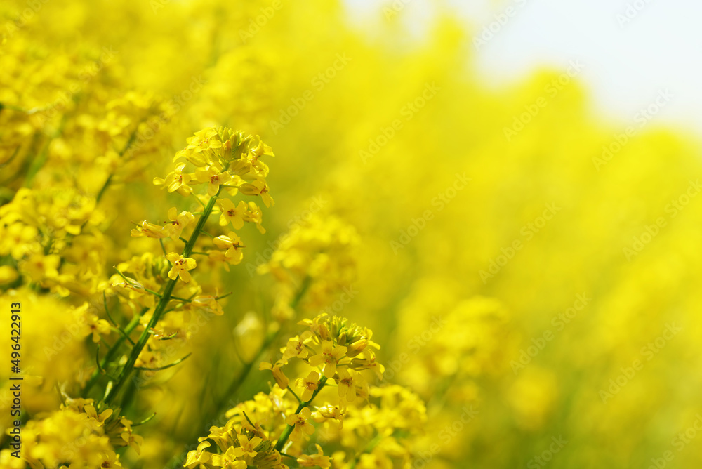 Yellow flower Barbarea vulgaris. Spring season. Yellow flower Barbarea vulgaris. Spring season.