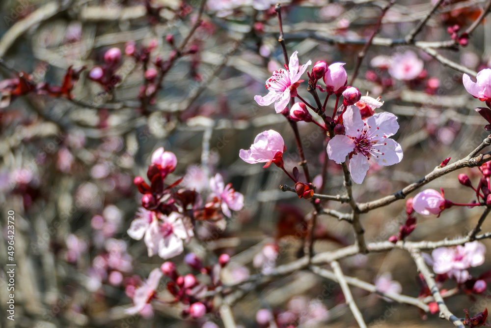 Pissardi plum tree blooming with pink flowers. Selective focus. Blurred background Pissardi plum tree blooming with pink flowers. Selective focus. Blurred background