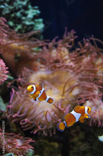 Fototapeta Naklejka Na Ścianę i Meble -  Fish under the sea