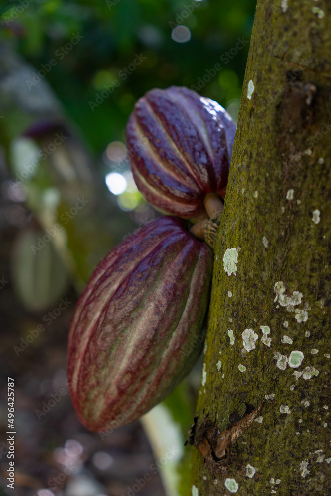 Cocoa pods hanging on a tree. Cacao plantation on the farm. Red cocoa fruit from Dominican Republic. Cocoa pods hanging on a tree. Cacao plantation on the farm. Red cocoa fruit from Dominican Republic.