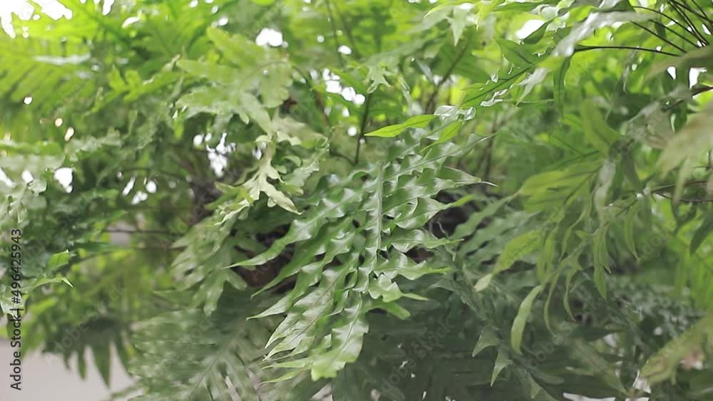 hermosas plantas verdes en el jardin de la casa. hermosas plantas verdes en el jardin de la casa.