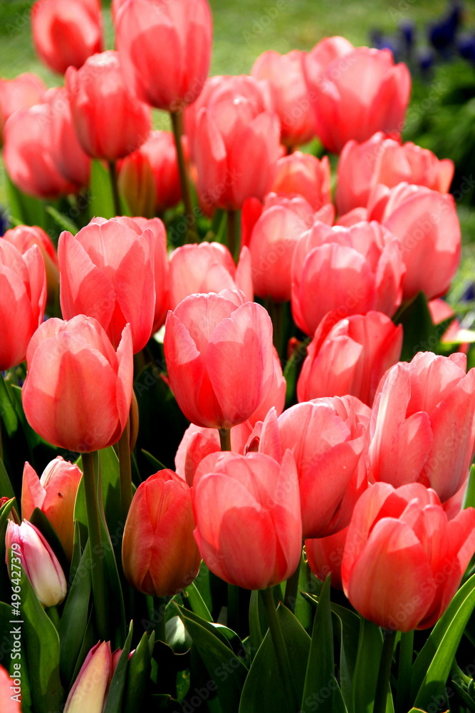 Thousands of bright red tulips illuminated by sunlight close up at Goztepe Park during the Tulip Festival in Istanbul, Turkey Thousands of bright red tulips illuminated by sunlight close up at Goztepe Park during the Tulip Festival in Istanbul, Turkey