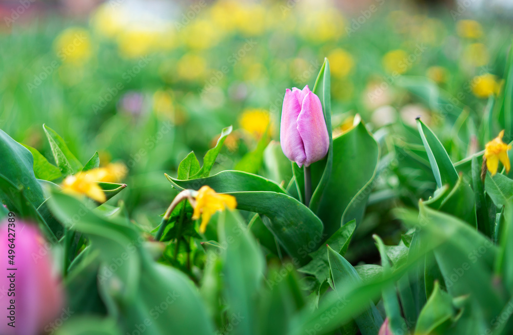Obraz premium Pink Tulip Flower in Springtime Close up 