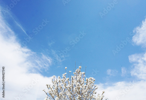こぶしの花と青空