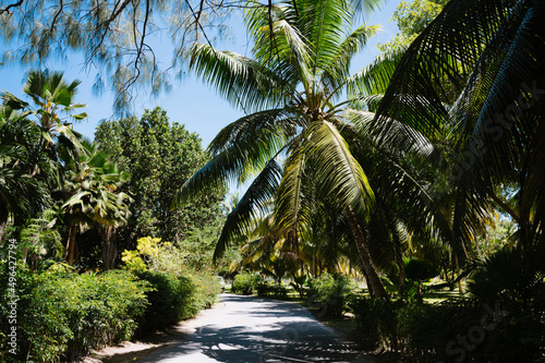 Road through the jungle on Seychelles La Digue island
