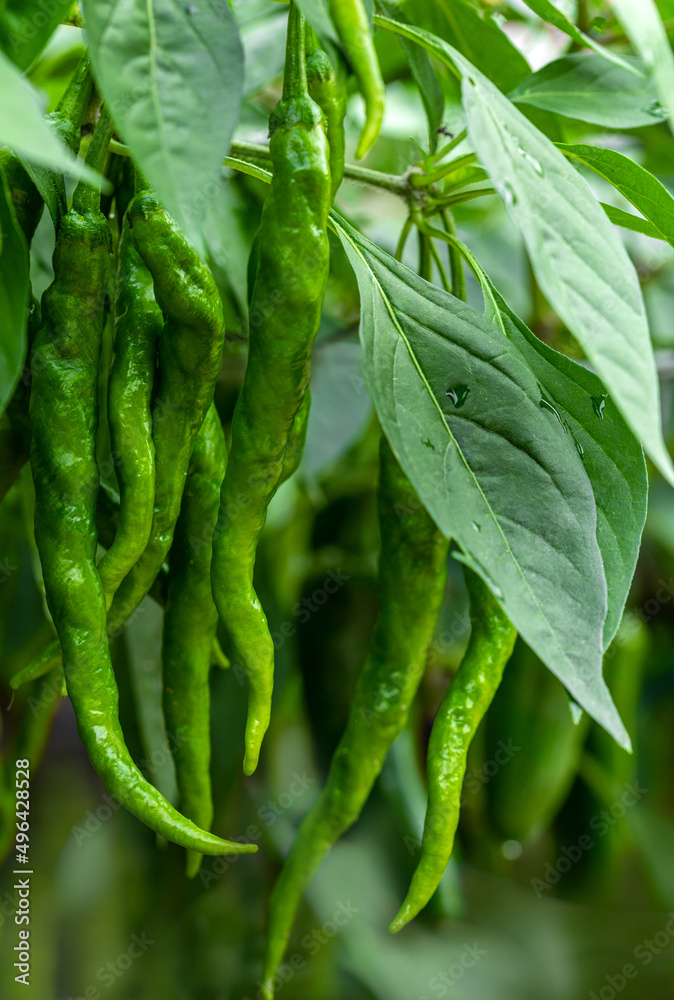 The western rural farm-style garden fresh vegetables