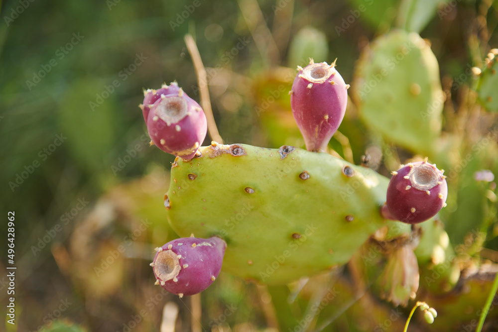 Prickly pear genus of plants in the cactus family Prickly pear genus of plants in the cactus family