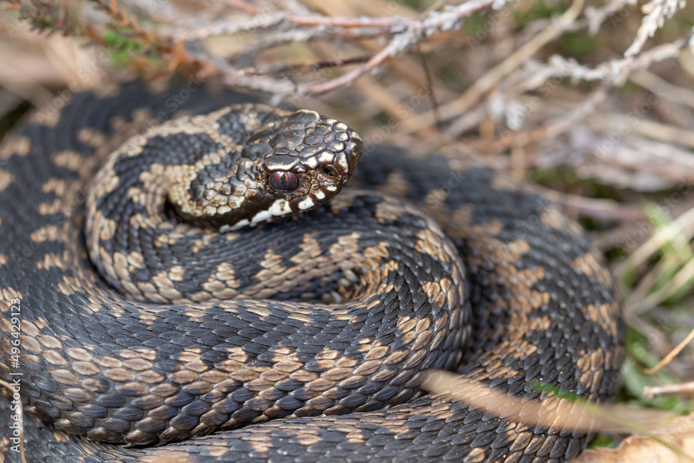 Common European adder Vipera berus m- male viper resting in old grass Common European adder Vipera berus m- male viper resting in old grass