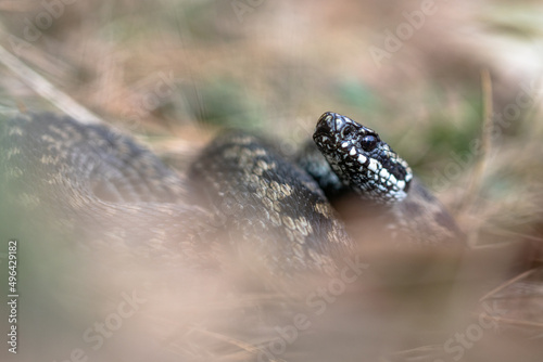 Common European adder Vipera berus m- male viper resting in old grass