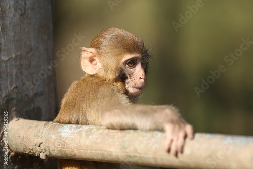 a Guizhou Qianling mountain rhesus monkey in the sun photo