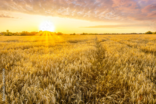 Amazing view at beautiful summer golden wheaten field with beautiful sunny sky on background, rows leading far away, valley landscape