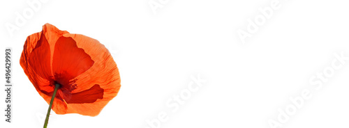 beautiful red poppy isolated on white background