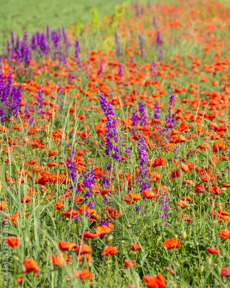 A sea of bright wildflowers in summer. Purple lupin flowers and red poppies in a field with a low depth of field close-up. Spring flower background. Blooming meadow