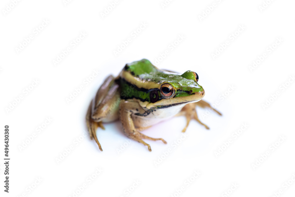 Obraz premium Green paddy frog ,Leaf frog, Common green frog, Tree frog, (Hylarana erythraea) a small amphibian species isolated on white background.