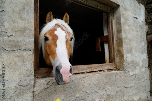 a blond mare looking at the passers-by in an ancient Swiss village (Switzerland, Graubuenden on the border with South Tyrol, Italy) 